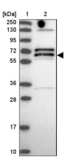 DTX2 Antibody, Novus Biologicals:Antibodies:Primary Antibodies