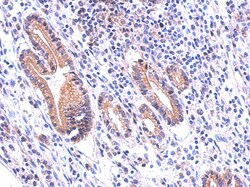 DUOX1 Antibody, Novus Biologicals 0.1mL; Unlabeled:Antibodies, Polyclonal