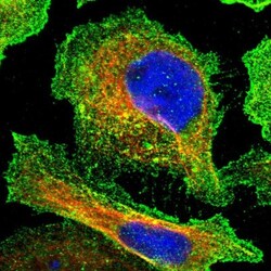 DUS1L Antibody, Novus Biologicals 25ul | Buy Online | Novus Biologicals | Fisher Scientific