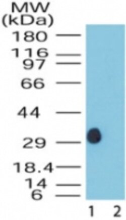 DUSP13 Antibody, Novus Biologicals:Antibodies:Primary Antibodies