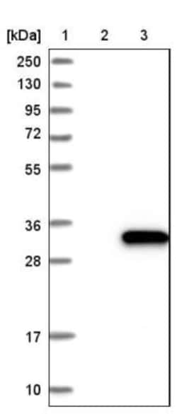 DUSP19 Antibody, Novus Biologicals:Antibodies:Primary Antibodies