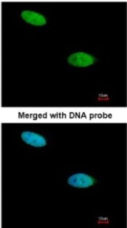 DUSP26 Antibody, Novus Biologicals 0.1mL; Unlabeled:Antibodies, Polyclonal