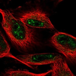 DUSP28 Antibody, Novus Biologicals:Antibodies:Primary Antibodies