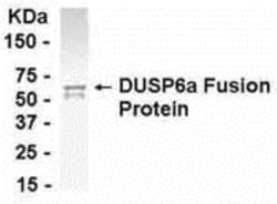 MKP-3/DUSP6 Antibody - BSA Free, Novus Biologicals 0.05mg; Unlabeled:Antibodies,