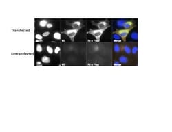 DYKDDDDK Epitope Tag Antibody (L5), Novus Biologicals 0.5mL; Unlabeled:Antibodies,