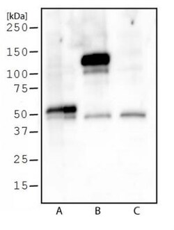 DYKDDDDK Epitope Tag Antibody (L5), Novus Biologicals 0.5mL; Unlabeled:Antibodies,