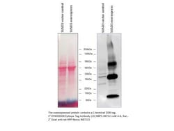 DYKDDDDK Epitope Tag Antibody (L5), Novus Biologicals 0.5mL; Unlabeled:Antibodies,
