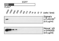 DYKDDDDK Epitope Tag Antibody (L5), Novus Biologicals 0.5mL; Unlabeled:Antibodies,