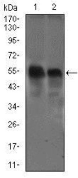 dynactin 4 Antibody (3G9D7) - BSA Free, Novus Biologicals 0.025 mL, Unlabeled:Antibodies,