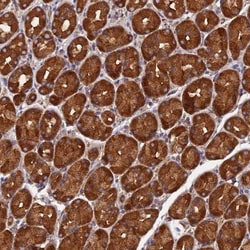 Dynactin Subunit 2/DCTN2/DCTN-50 Antibody, Novus Biologicals 0.1mL; Unlabeled:Antibodies,