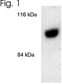 Dynamin 2 Antibody, Novus Biologicals 0.1mL; Unlabeled:Antibodies, Polyclonal