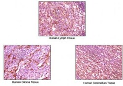 Dynamin Antibody (3G4B6), Novus Biologicals 0.025 mL | Buy Online | Novus Biologicals | Fisher Scientific