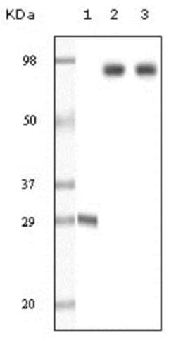 Dynamin Antibody (3G4B6), Novus Biologicals 0.025 mL | Buy Online | Novus Biologicals | Fisher Scientific