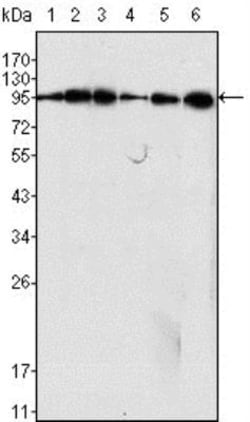 Dynamin Antibody (3G4B6), Novus Biologicals 0.025 mL | Buy Online | Novus Biologicals | Fisher Scientific