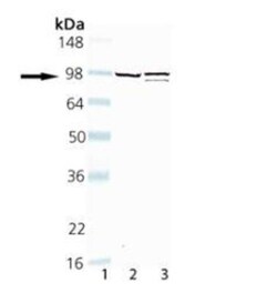 Dynamin Antibody (D5), Novus Biologicals 0.05mg; Unlabeled:Antibodies,