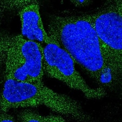 DYNC1I2 Antibody, Novus Biologicals:Antibodies:Primary Antibodies