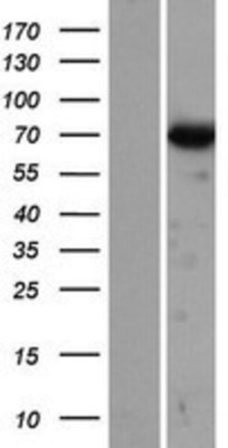 Novus Biologicals&trade;&nbsp;Dynein intermediate chain 2 Overexpression Lysate