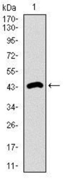 Dynein light chain 4 Antibody (3B7B7) - BSA Free, Novus Biologicals:Antibodies:Primary