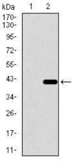 Dynein light chain 4 Antibody (3C10A4) - BSA Free, Novus Biologicals 0.025