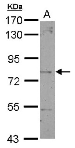 Dystrobrevin beta Antibody, Novus Biologicals 0.1mL; Unlabeled:Antibodies,