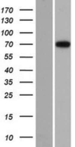 Novus Biologicals&trade;&nbsp;dystrophia myotonica containing WD repeat motif Overexpression Lysate