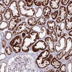 DZIP1 Antibody, Novus Biologicals:Antibodies:Primary Antibodies