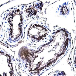 E2F-1 Antibody (16G7), Novus Biologicals 0.1mg; Unlabeled:Antibodies, Monoclonal