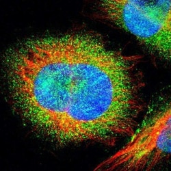 E74 like factor 1 Antibody, Novus Biologicals 0.1mL; Unlabeled:Antibodies,