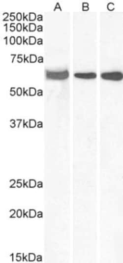 E74 like factor 1 Antibody, Novus Biologicals 0.1mg; Unlabeled:Antibodies,