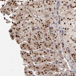 EAPP Antibody, Novus Biologicals:Antibodies:Primary Antibodies