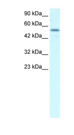 EBF-3 Antibody, Novus Biologicals:Antibodies:Primary Antibodies