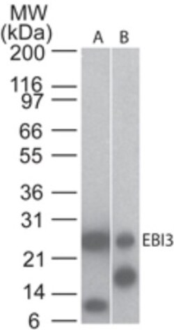 EBI3 Antibody (5P6G8), Novus Biologicals 0.025 mg | Buy Online | Novus Biologicals | Fisher Scientific