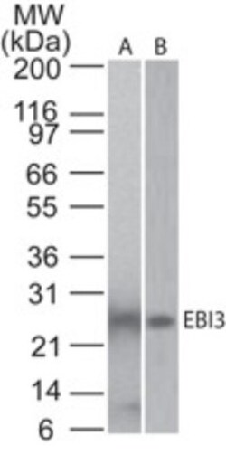 EBI3 Antibody (5P10D3), Novus Biologicals 0.025mg; Unlabeled:Antibodies,