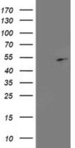 PA2G4/EBP1 Antibody (OTI1D3), Novus Biologicals 0.1mL; Unlabeled:Antibodies,