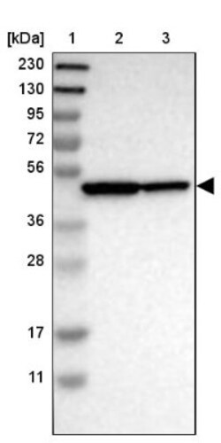 PA2G4/EBP1 Antibody, Novus Biologicals:Antibodies:Primary Antibodies