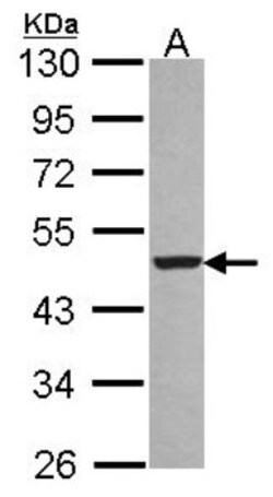 PA2G4/EBP1 Antibody, Novus Biologicals 0.1mL; Unlabeled:Antibodies, Polyclonal