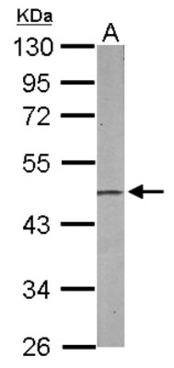 PA2G4/EBP1 Antibody, Novus Biologicals 0.1mL; Unlabeled:Antibodies, Polyclonal
