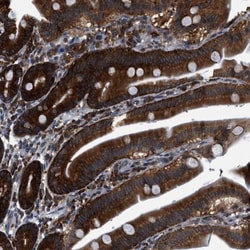 PA2G4/EBP1 Antibody, Novus Biologicals:Antibodies:Primary Antibodies