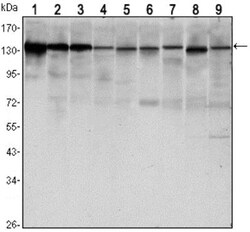 E-Cadherin Antibody (7H12), Novus Biologicals:Antibodies:Primary Antibodies
