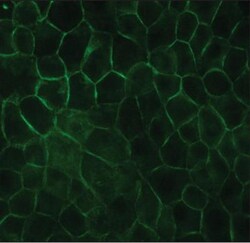 E-Cadherin Antibody (DECMA-1), Novus Biologicals 0.025mL; Unlabeled:Antibodies,