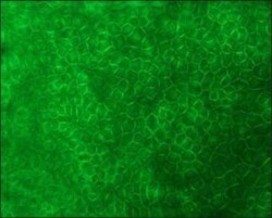 E-Cadherin Antibody (DECMA-1), Novus Biologicals 0.025mL; Unlabeled:Antibodies,
