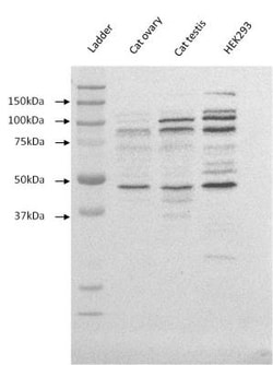 E-Cadherin Antibody (DECMA-1), Novus Biologicals 0.025mL; Unlabeled:Antibodies,