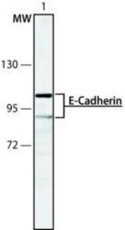 E-Cadherin Antibody (DECMA-1), Novus Biologicals 0.025mL; Unlabeled:Antibodies,