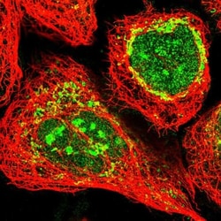 ECHDC3 Antibody, Novus Biologicals:Antibodies:Primary Antibodies