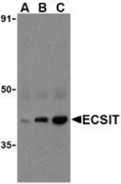ECSIT Antibody, Novus Biologicals 0.1mg; Unlabeled:Antibodies, Polyclonal
