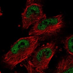 ECT2L Antibody, Novus Biologicals:Antibodies:Primary Antibodies