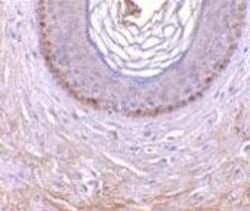 EDA2R/TNFRSF27/XEDAR Antibody - BSA Free, Novus Biologicals 0.1mg; Unlabeled:Antibodies,