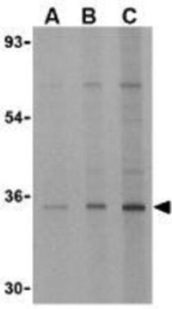 EDA2R/TNFRSF27/XEDAR Antibody - BSA Free, Novus Biologicals 0.1mg; Unlabeled:Antibodies,