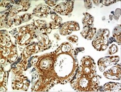 EDA/Ectodysplasin Antibody (MM0254-3T2) - Azide and BSA Free, Novus Biologicals