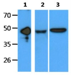 EDAR Antibody (19E8) - BSA Free, Novus Biologicals 100&mu;L; Unlabeled:Antibodies,